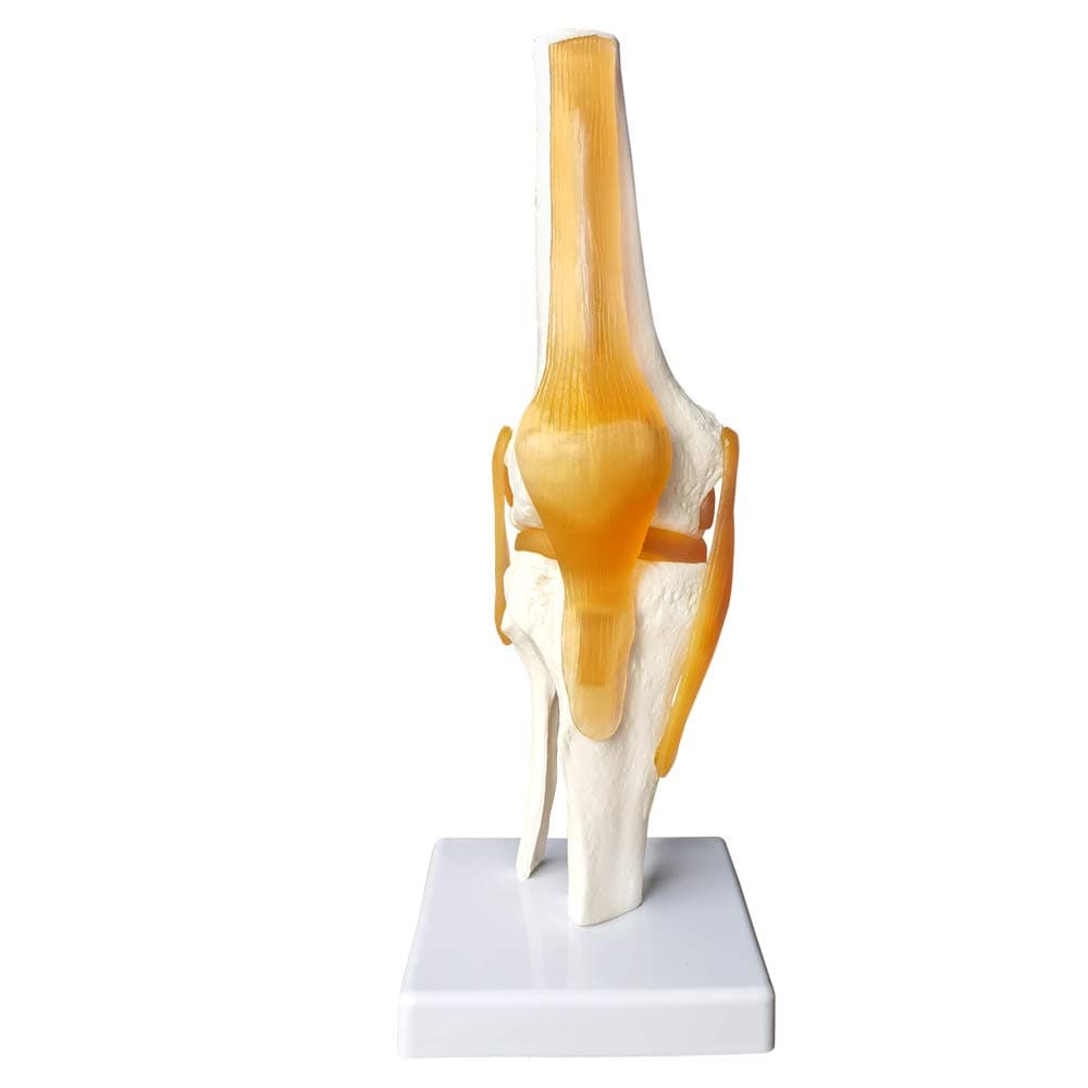 EVOTECH SCIENTIFIC Human Functional Knee Joint Model, with Ligament, Life Size for Medical Teaching Learning, Clinic Demonstration, Students Learning Education Display Tool