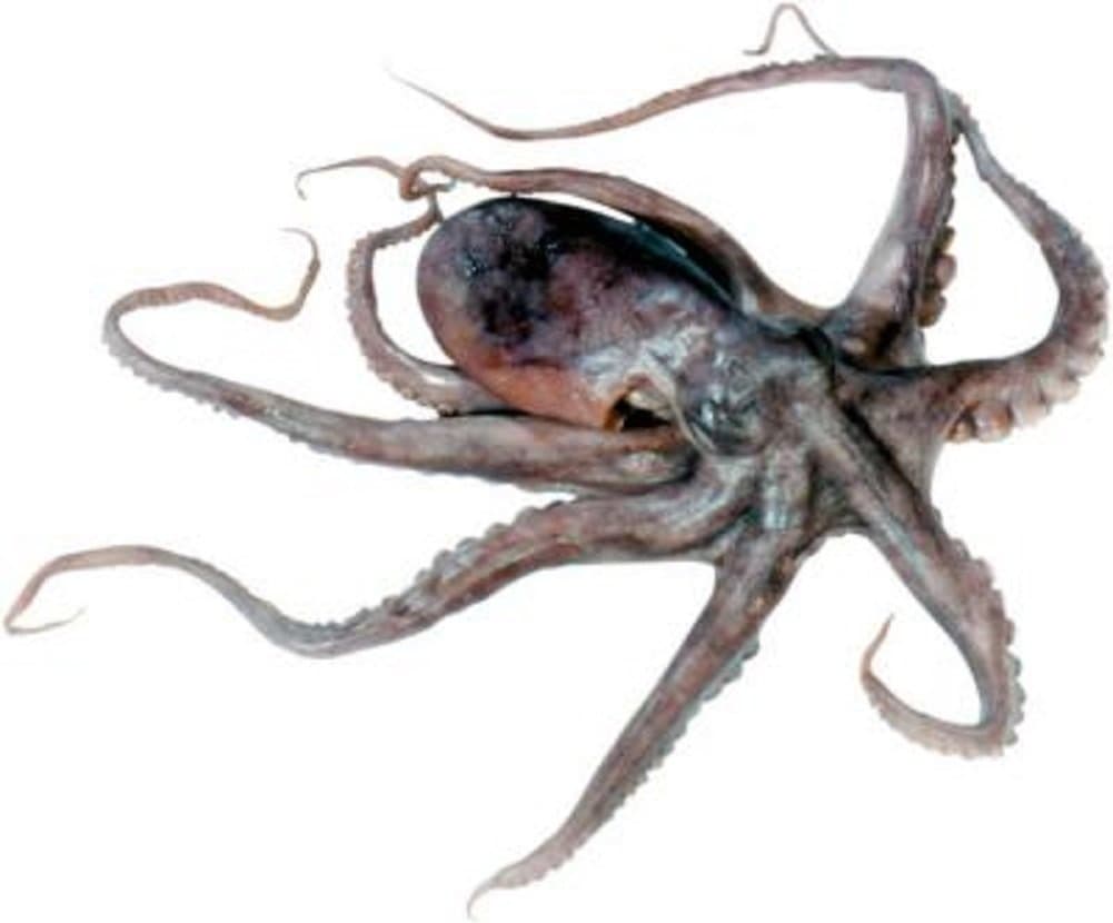Preserved 6-8 Inch Octopus Plain in Vacuum Pack