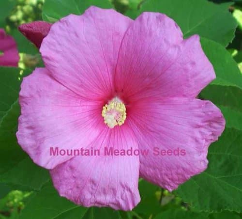 GIANT PINK HIBISCUS 25 SEEDS