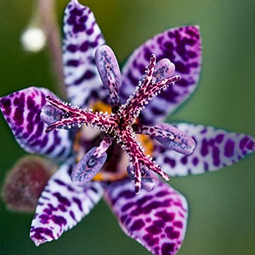 Blue Wonder Toad Lily (Hardy Japanese Lily) 1/pkg