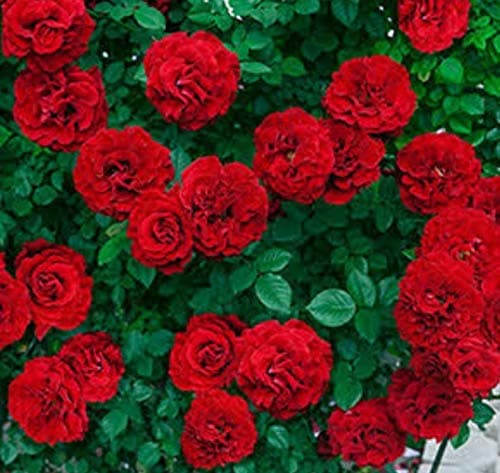 BLUE UNIVERSE Red Rose Plant (Button Rose) Strong Stem