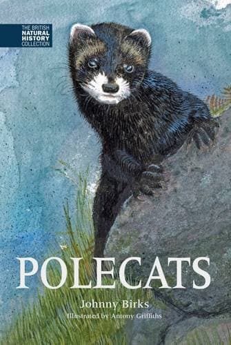 Polecats: 5 (The British Natural History Collection)