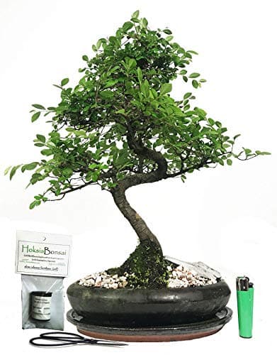 chinese elm basic indoor/outdoor bonsai tree gift set (ce24sg)