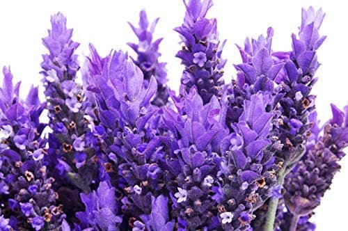 500 Lavender Seeds - True Lavender, Lavender Vera