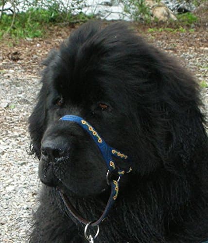 DOGMATIC HEADCOLLAR PADDED CUSHIONED WEBBING PCW - BLUE - SIZE 6