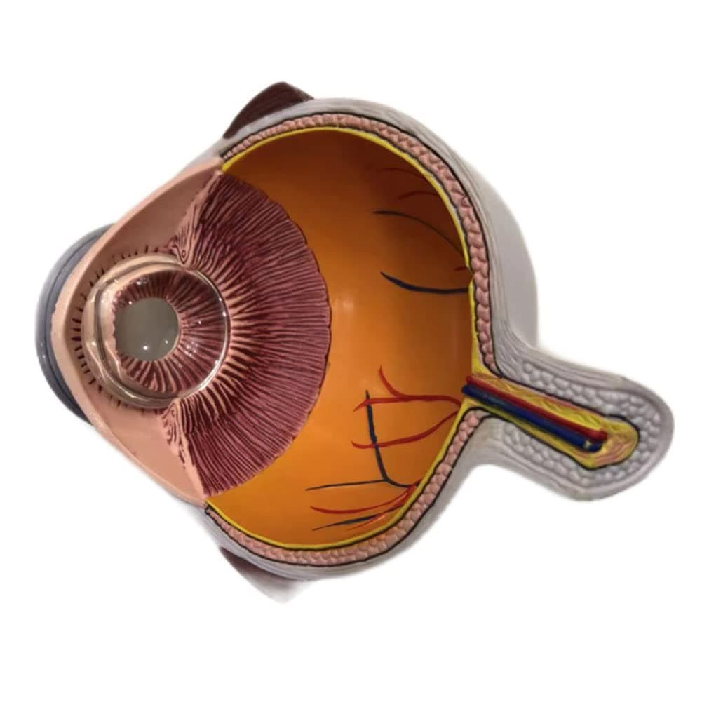 Human Cross-Section Human Eye Model, Normal Eyeball Anatomy Model, Anatomic Model Of Half Eyeball Human Body Teaching Medical Teaching Instrument
