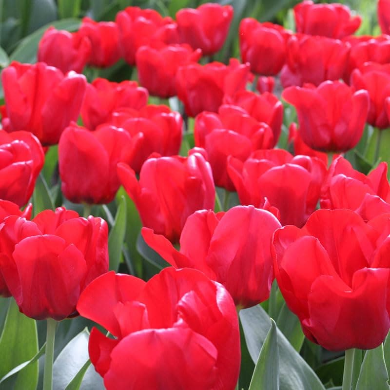 - Red Tulips Darwin Hybrids (25 Bulbs) - Red Van Eijk Tulip Bulbs - Perennial Bulbs by Willard & May