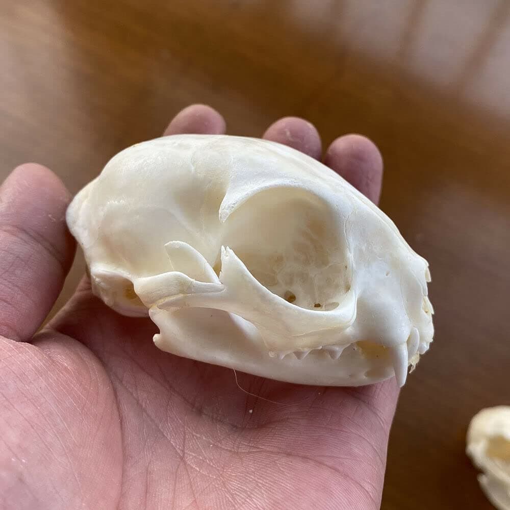 1 Unique True Skull, Skull Specimen Collection, Specimen, Decoration