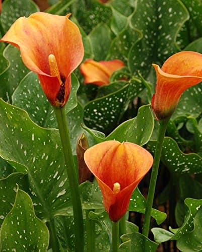 Calla Lily ,Flame (2 bulb) Ideal for Pots and Planters, Cut Flowers