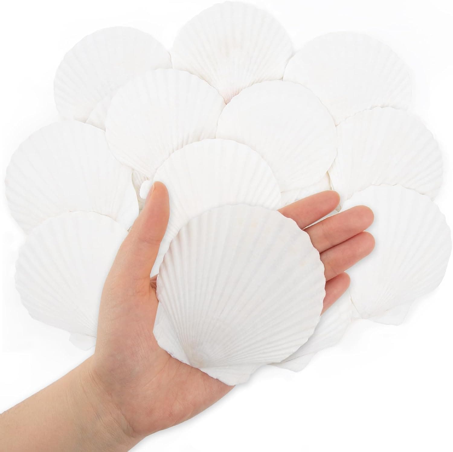 16PCS White Scallops Shells, 7-10CM Natural Seashell from Sea Beach, Sea Shells for Crafts Wedding Decor Beach Theme Party and Home Decor