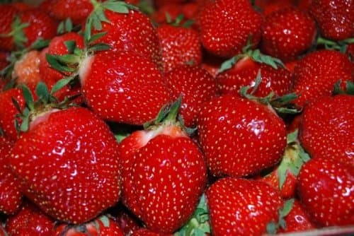 75+ Seascape Everbearing Strawberry