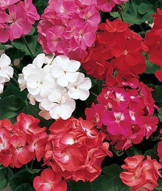 Geranium Pacific Mixed (Pack of 10 Seeds)