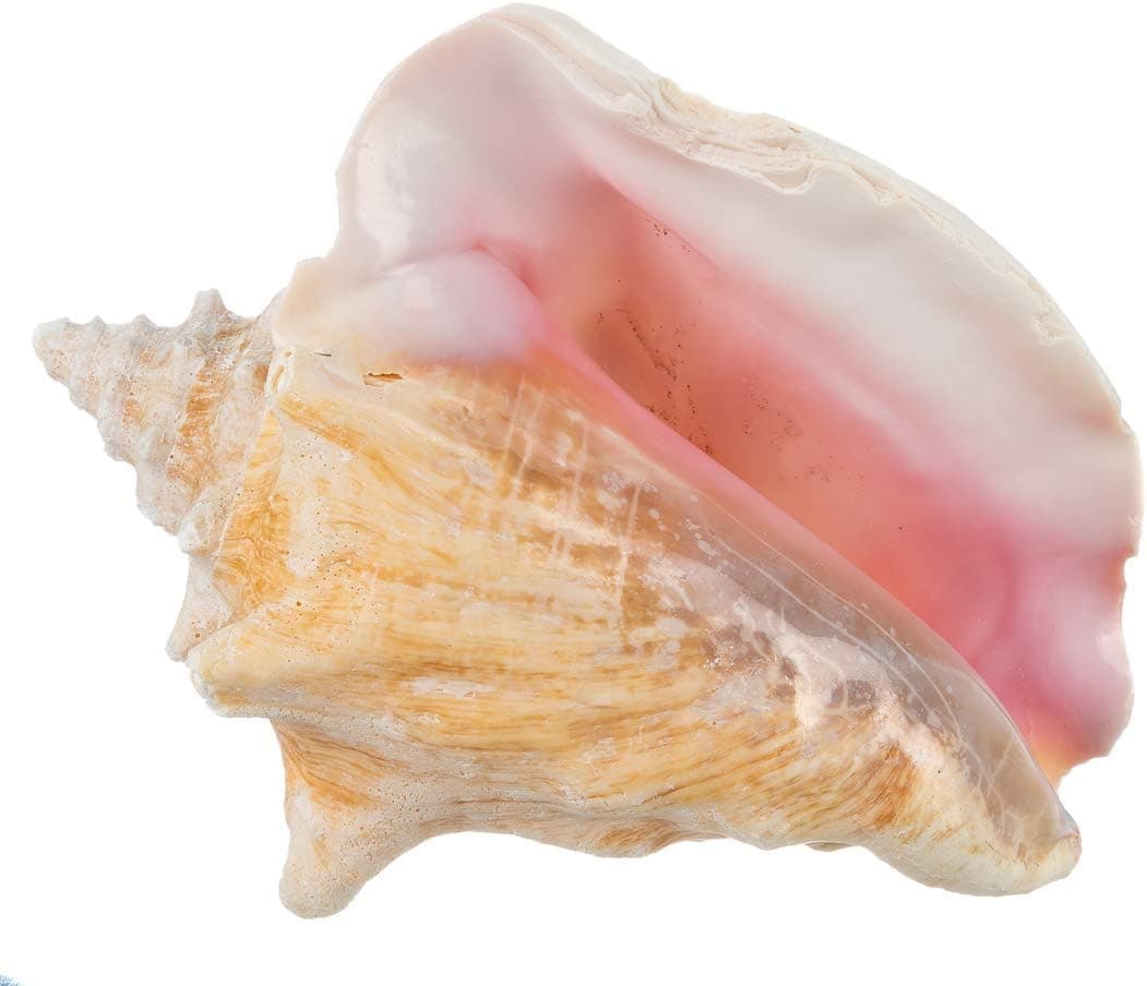 Nautical Crush Trading Conch Shell | 1 Large Bahama Conch Seashell 6-8" | Plus Free eBook by Joseph Rains