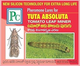 Pheromone Trap with Tuta absoluta Tomato Leaf Miner Pheromone Lure (50)