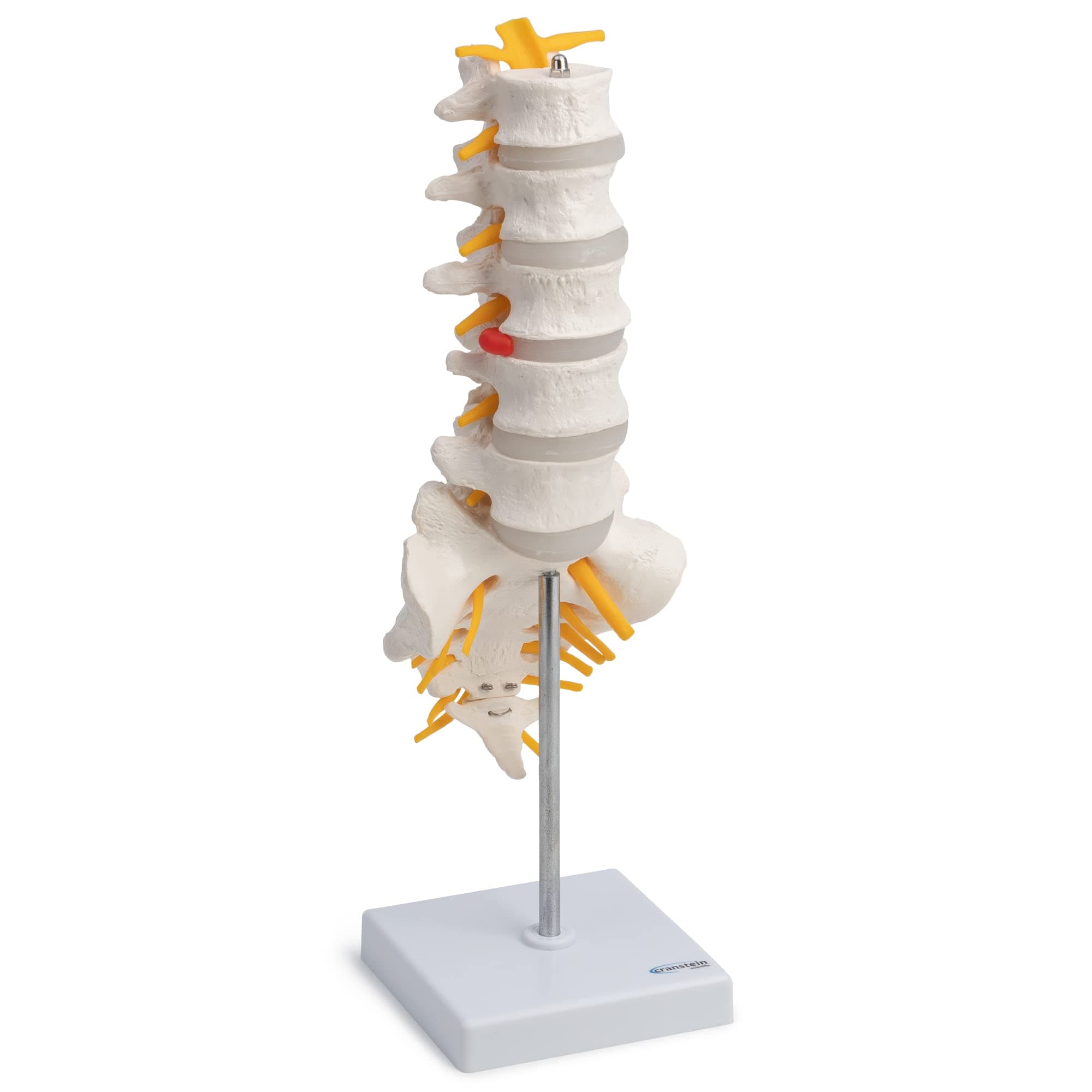 Cranstein E-319 Anatomical Lumbar Vertebrae with Sacrum