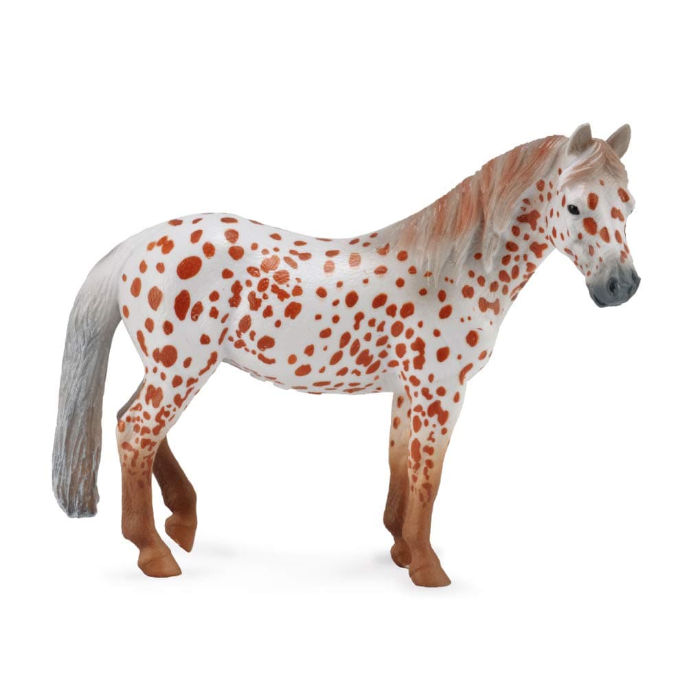 British Spotted Pony Mare ? Chestnut Leopard