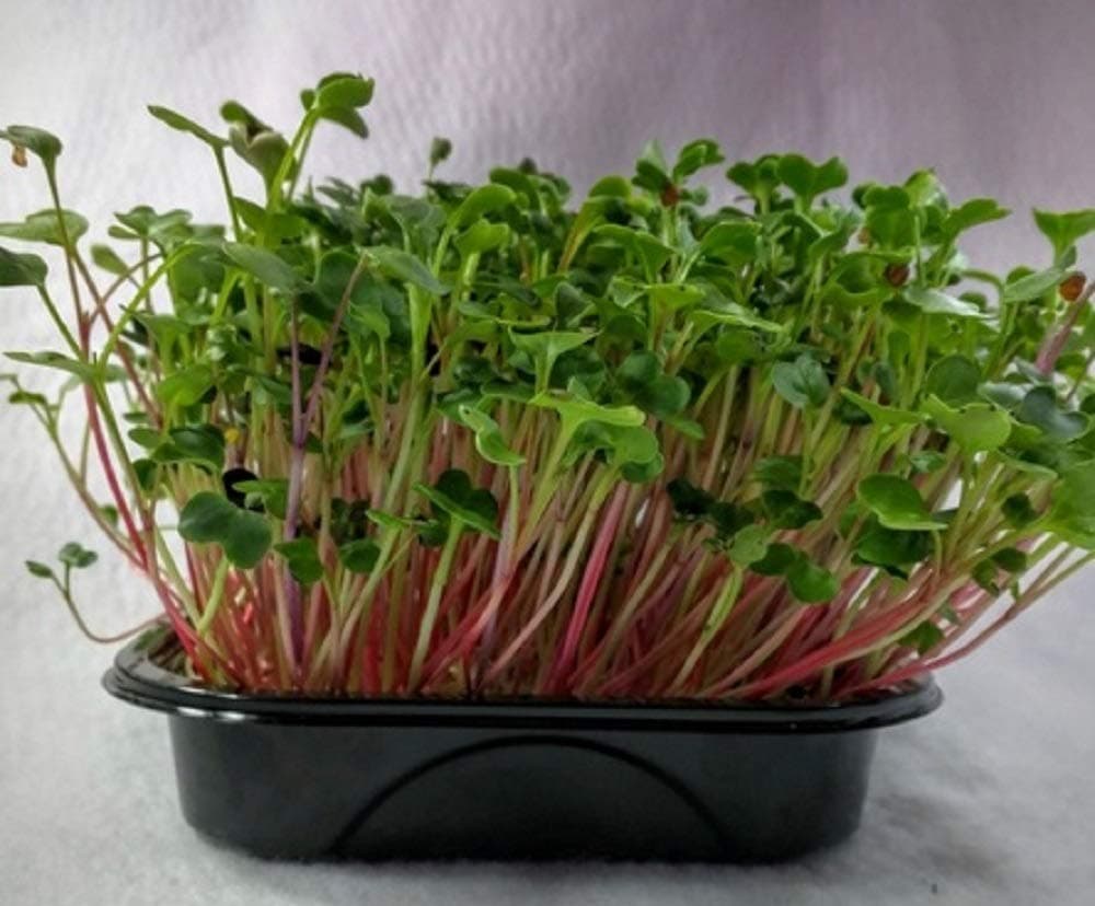 Micro Green Radish RED Coral 200 Gram