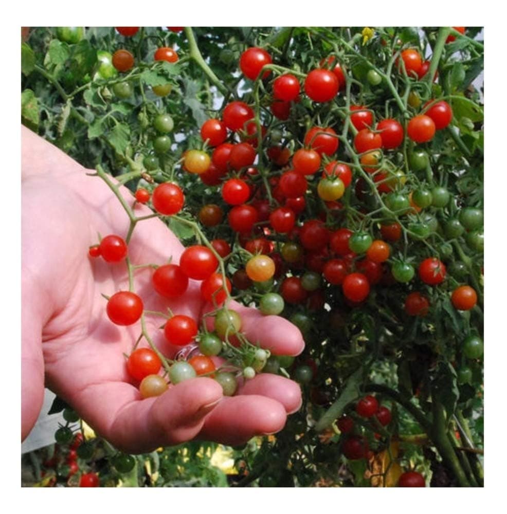Tomato - Currant RED - 750 Finest Organic - Bulk