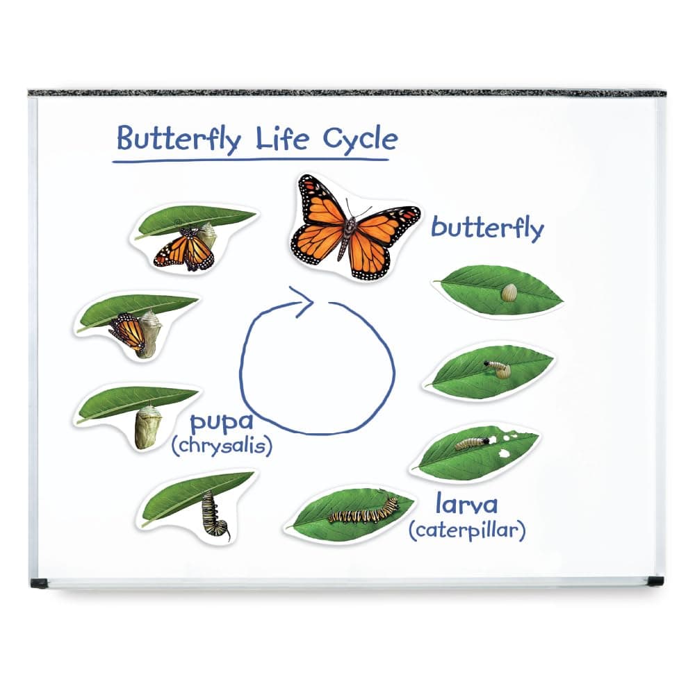 Giant Magnetic Butterfly Life Cycle