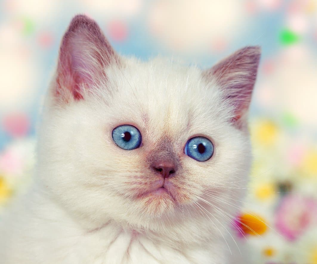 GoOpticians Cute White Cat Microfiber Glasses Cleaning Cloth Spectacle Microfibre 15cm x 18cm