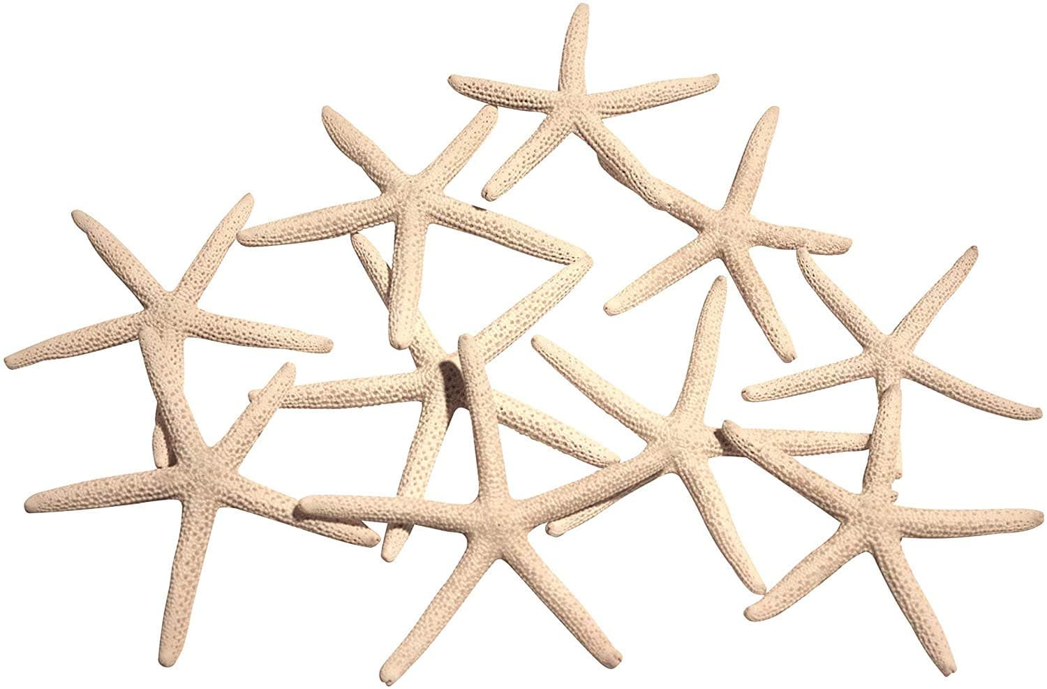 White Finger Starfish 100% Real 2" to 4" Set of 12 Pieces Bleached & Preserved for Beach Theme Home Wedding Décor Crafts & Arts