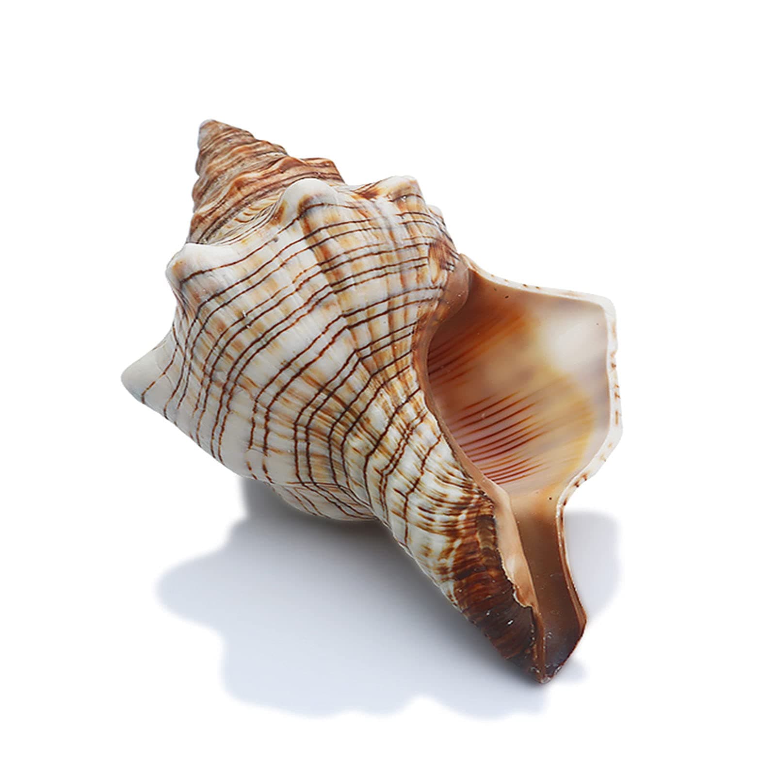 SINKOO 2PCS Conch Shell Large Natural Seashells Perfect for Fish Tank Wedding Decor Beach Theme Party Home Decorations