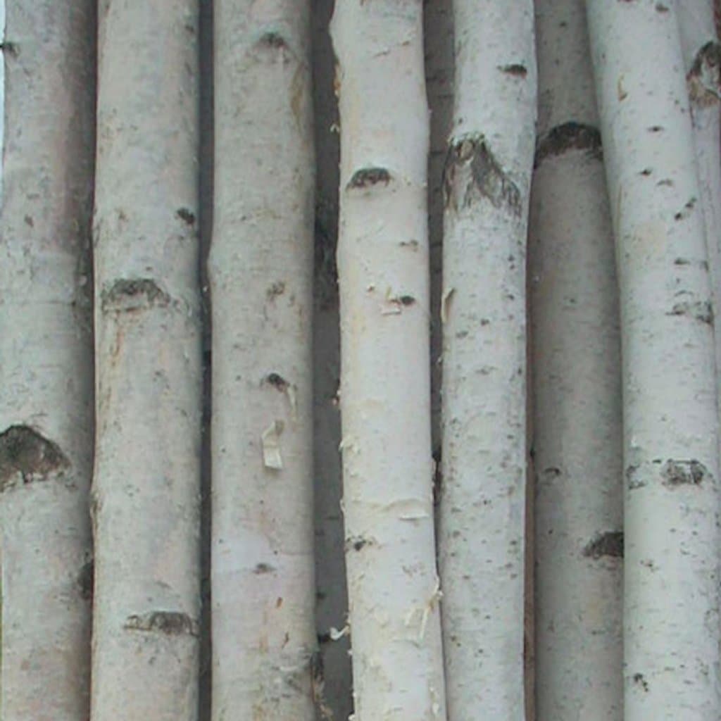 Four Medium White Birch Poles 8 ft