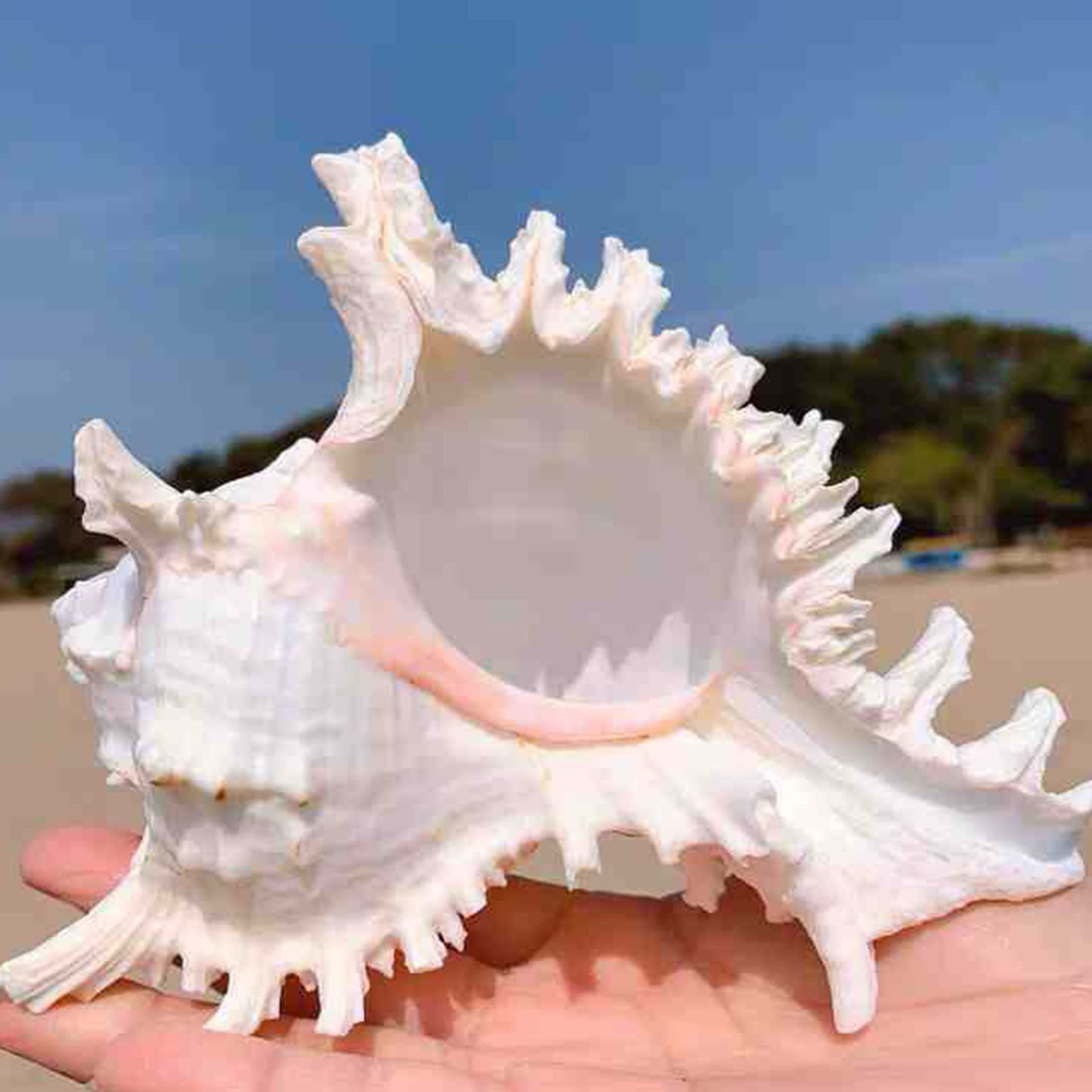 JQAQJU Conch Shells 6-7" Large Seashells 1Pack for Collectible Figurines Display Fish Tank Wedding Decor Beach Theme Party Home Decorations