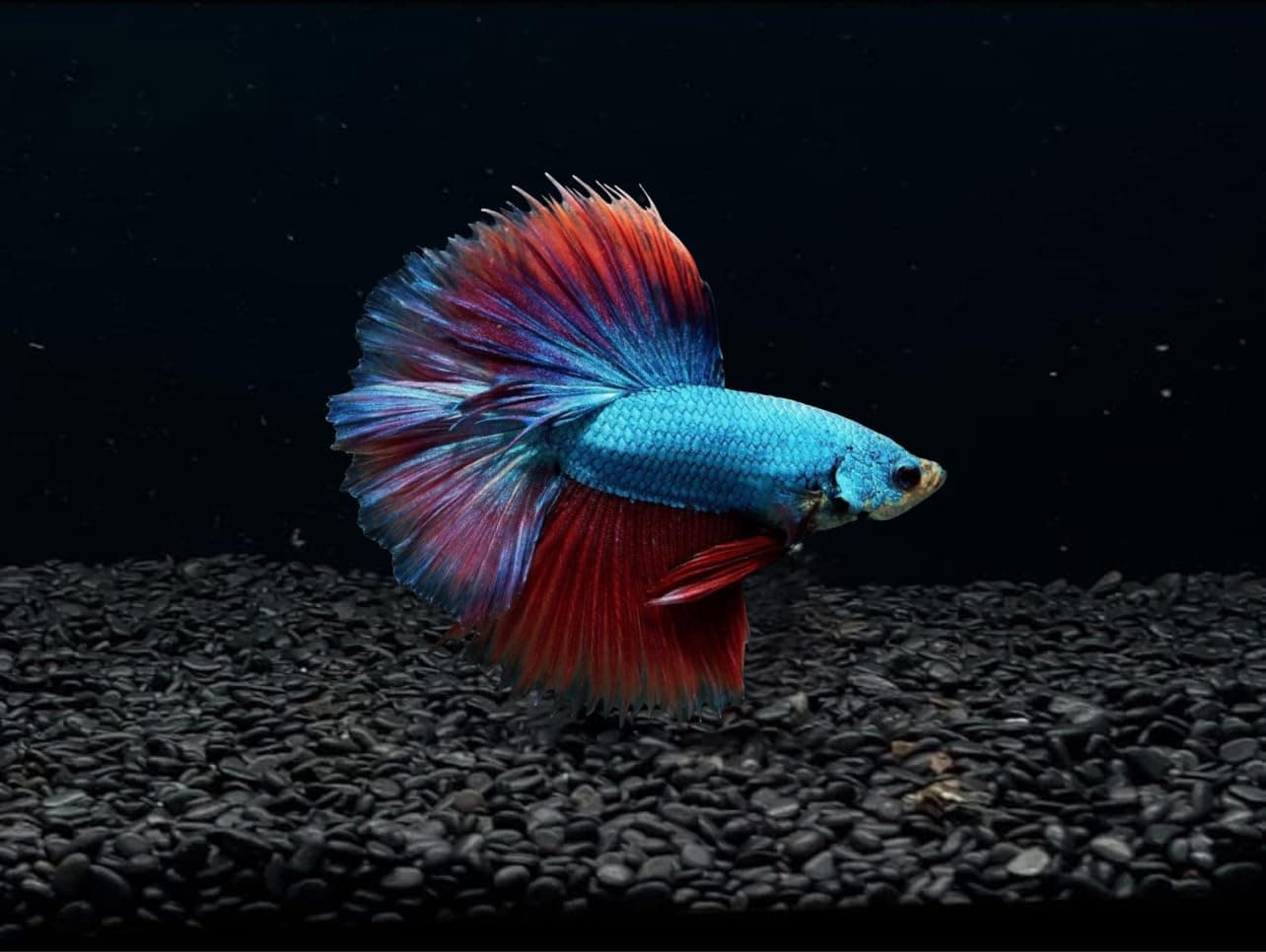 D&A Tropical Halfmoon Betta Live Fish - Male, Assorted Color - Live Betta Fish for Aquarium, Pond, or Tank