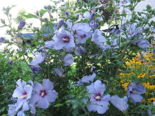 20+ Bluebird Hardy Hibiscus Seeds