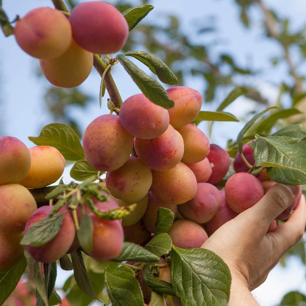 YouGarden Plum 'Victoria' Tree, Bare Root Fruit Tree, Ready to Plant, UK Garden Variety, Self-Fertile, Dwarfing Rootstock