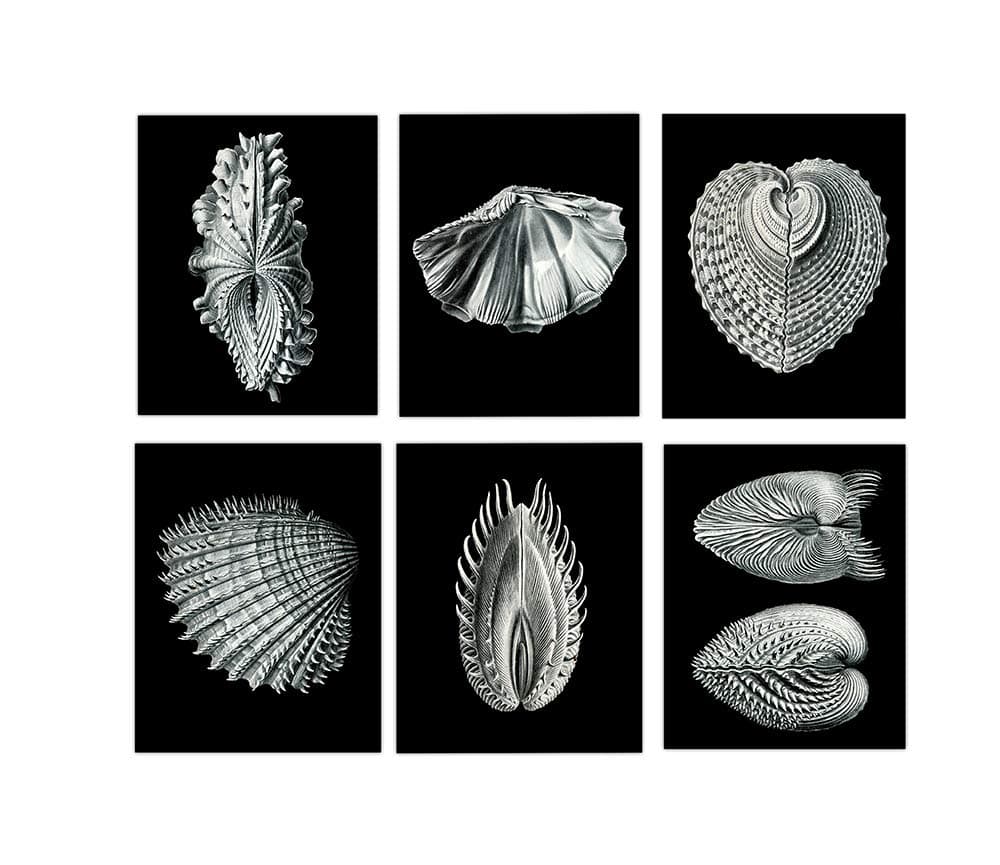SeaShell Decor, Black and White Shell Wall Art, 8"x10" Set of Six, Unframed Art Print - Stunning Marine Shell Decor for Bathroom, Kitchen, Bedroom, Office, Home