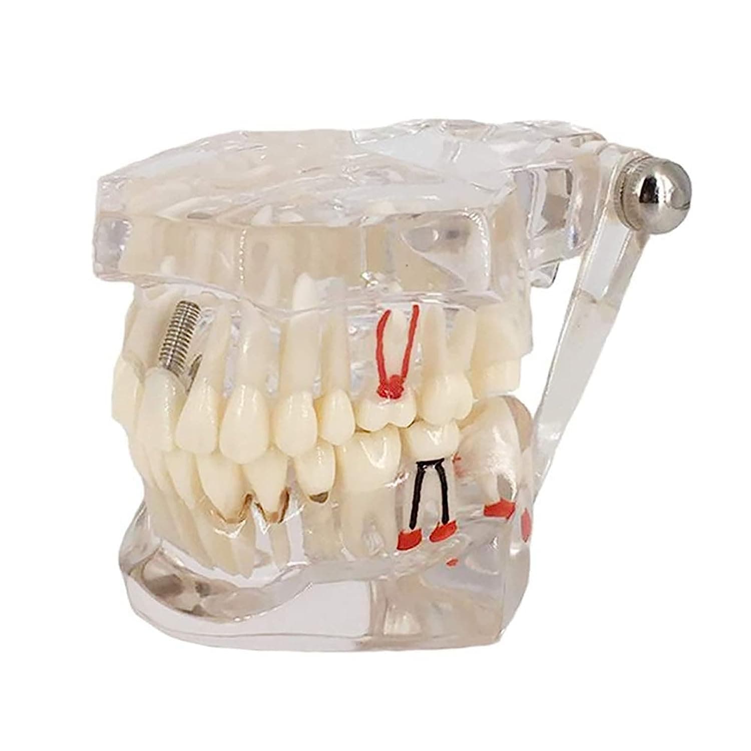 Dental Study Teaching Teeth Model Adult Typodont Model Removable Tooth