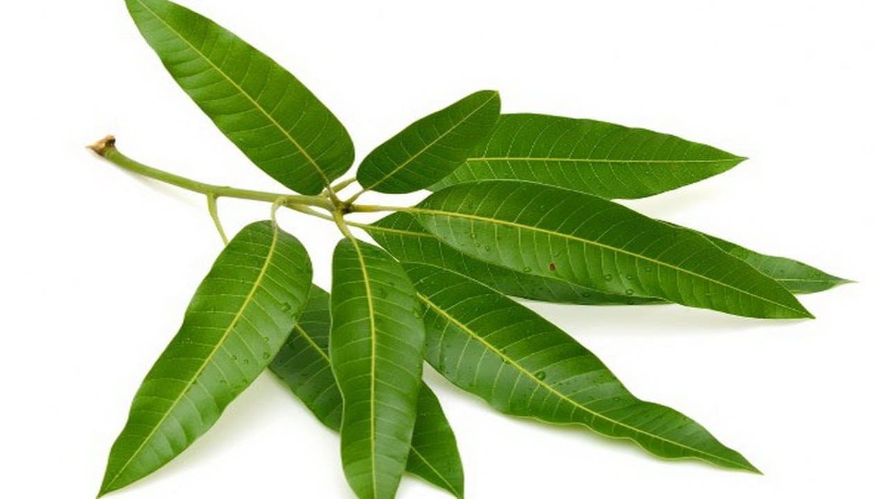Mango Leaves / Fresh Organic (10-12 leaves)