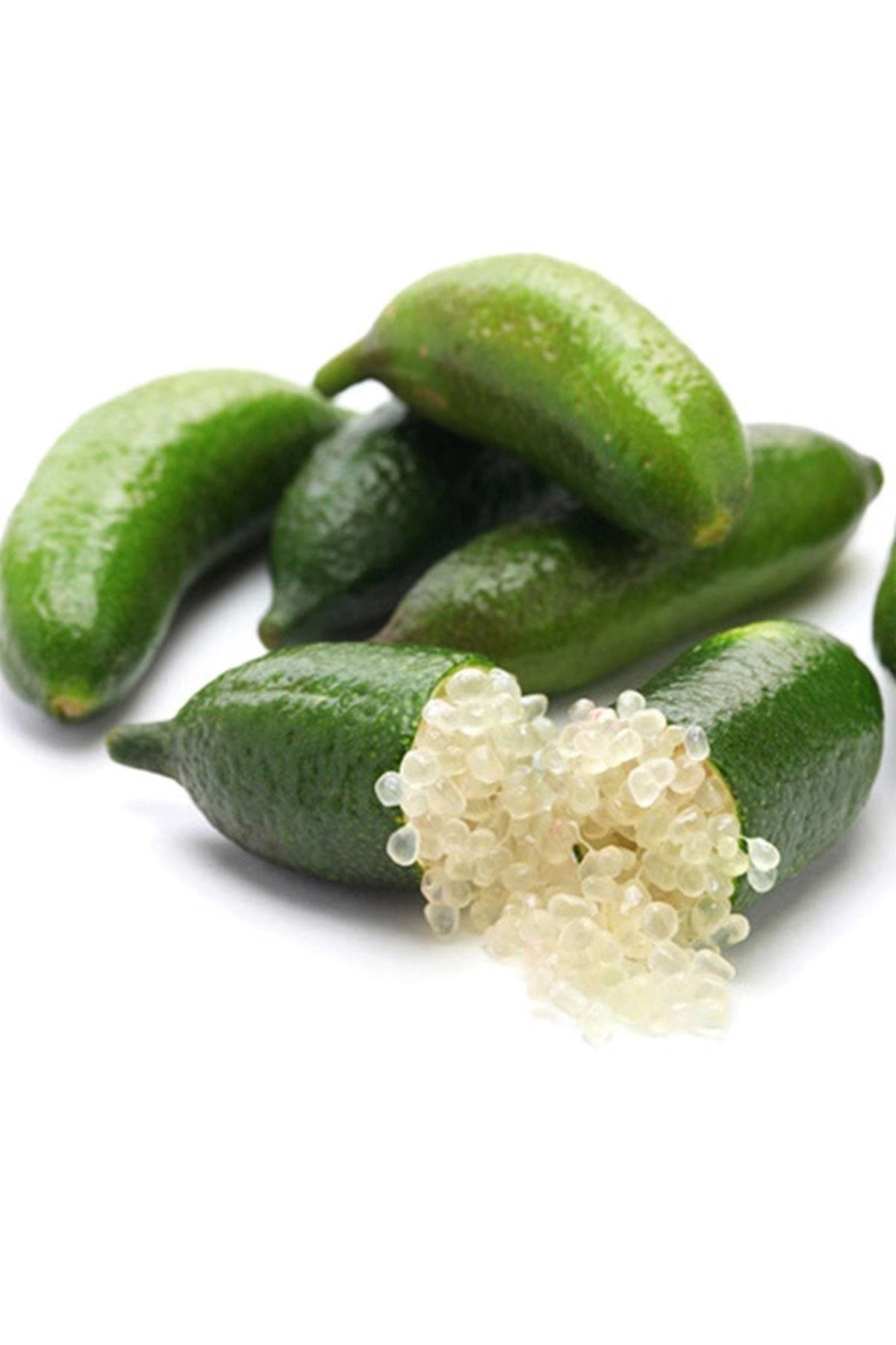 Finger Lime Tree, Australian Green Citrus (Excludes: CA,TX,LA,AZ)