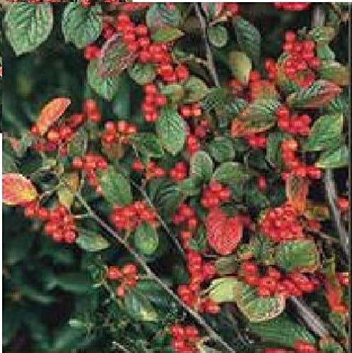 JustSeed - Flower - Cotoneaster dielsianus - 20 Seed