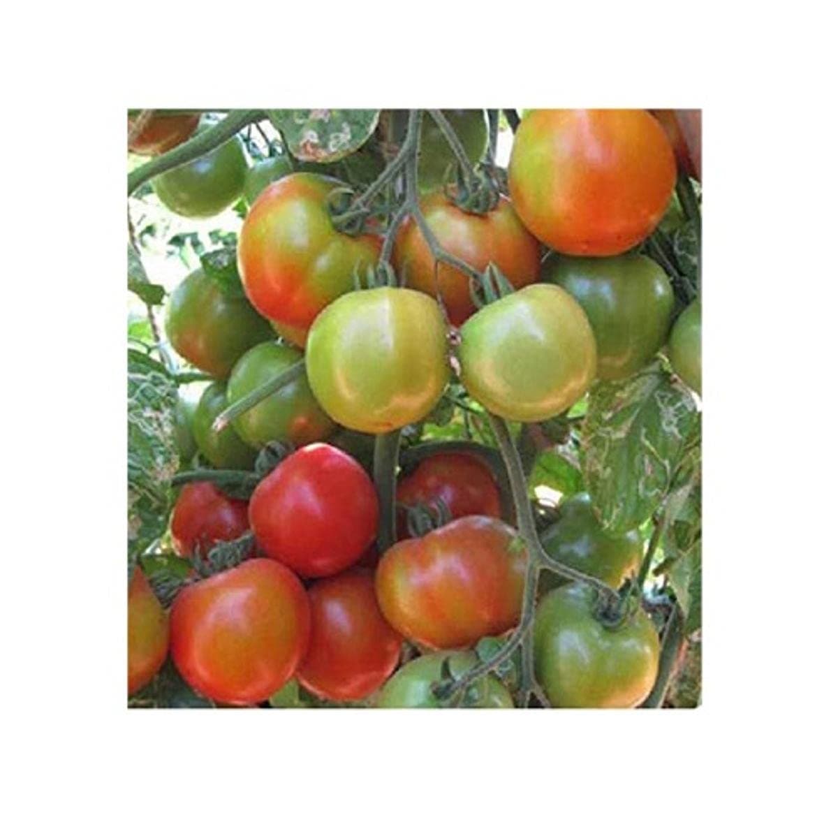 Tomato vegetable seeds variety : PKM-1