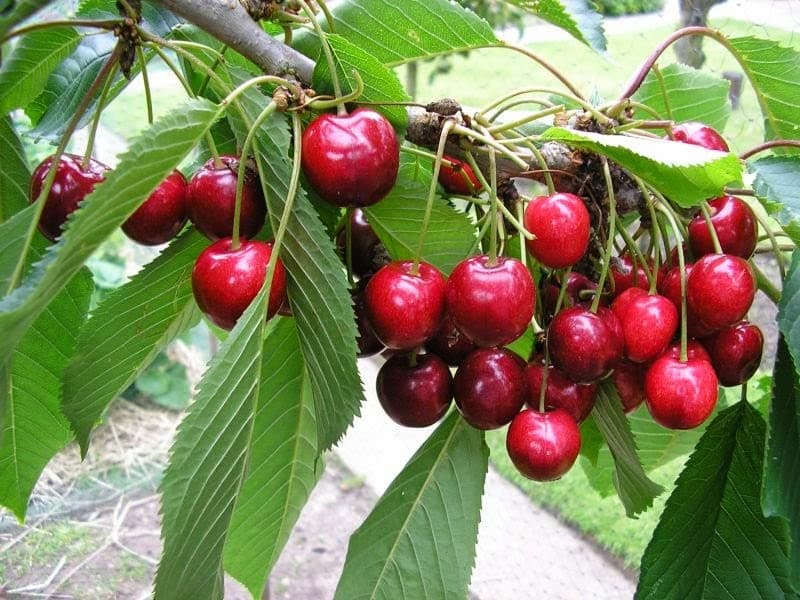 1 Live Cherry Plant Hybrid