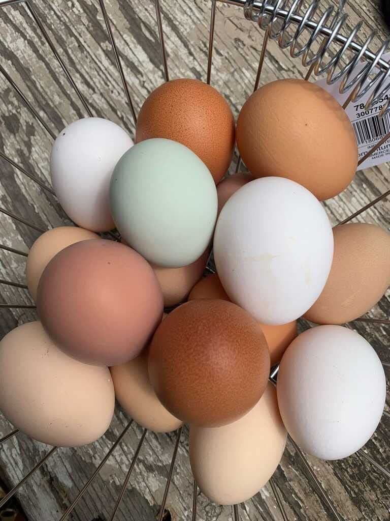 40 Fertile Chicken Eggs, Mixed Breed