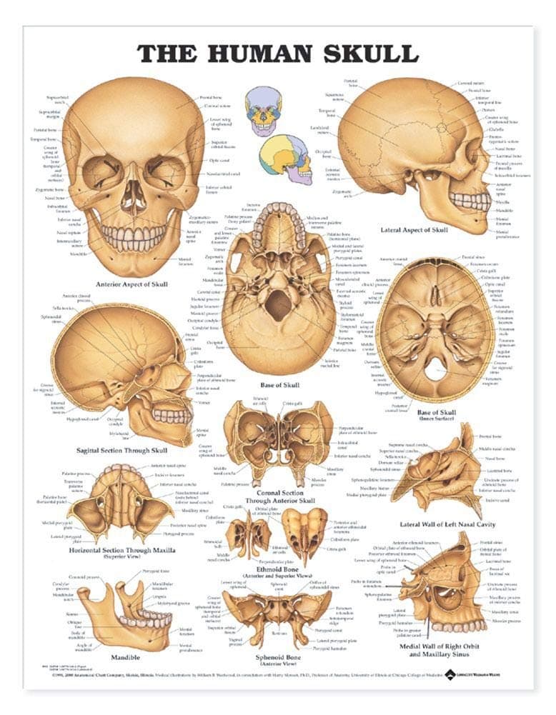 The Human Skull Anatomical Chart