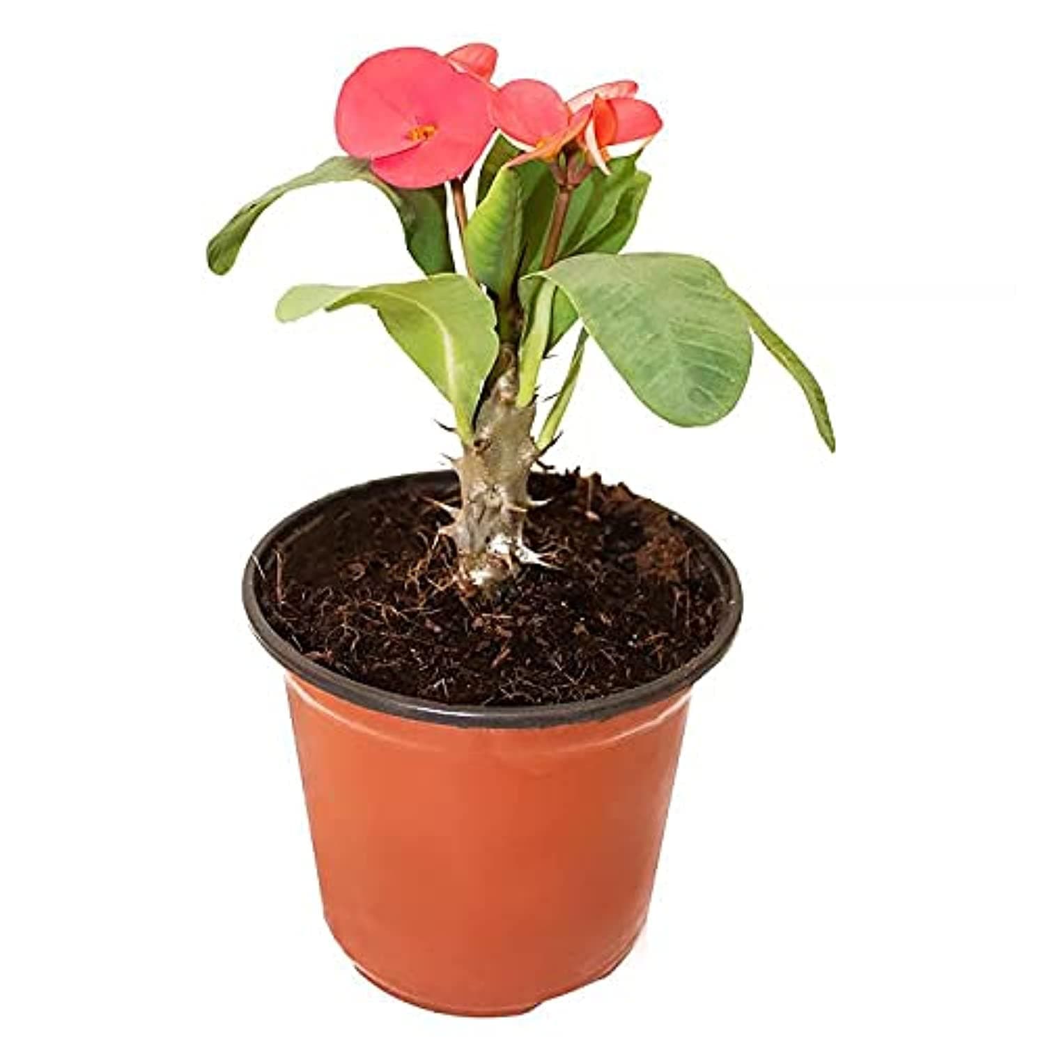 Euphorbia 20 CM | Fresh Plants