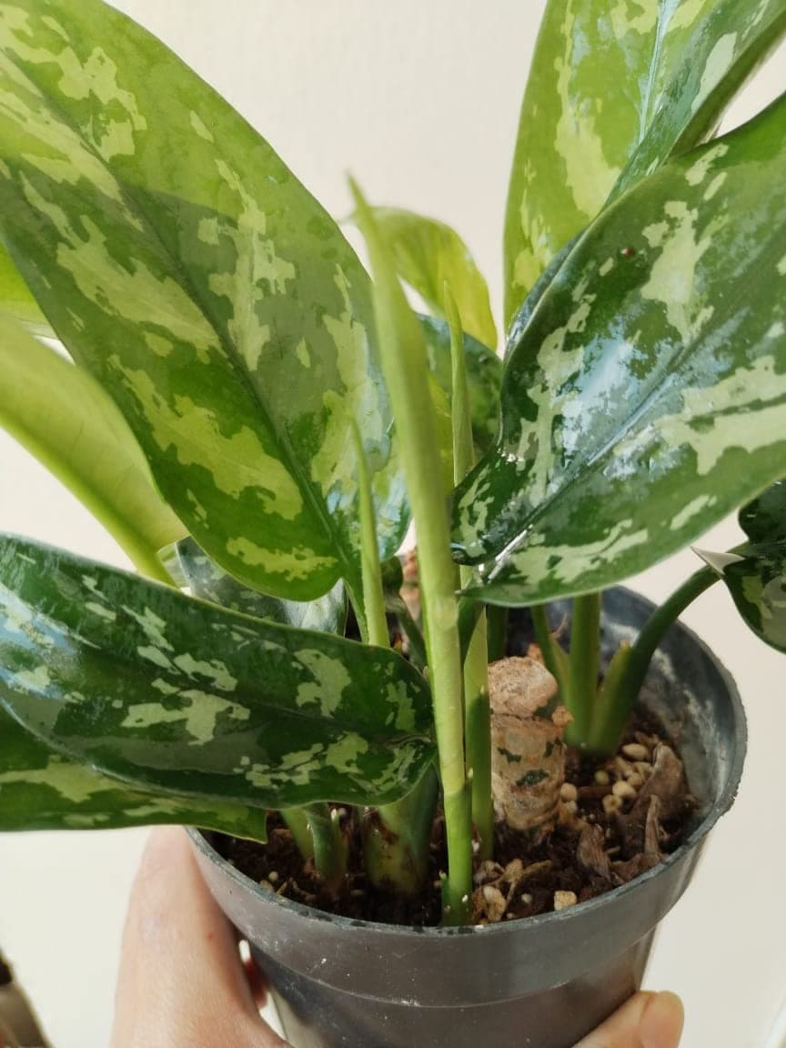 Live Chinese Evergreen Plant