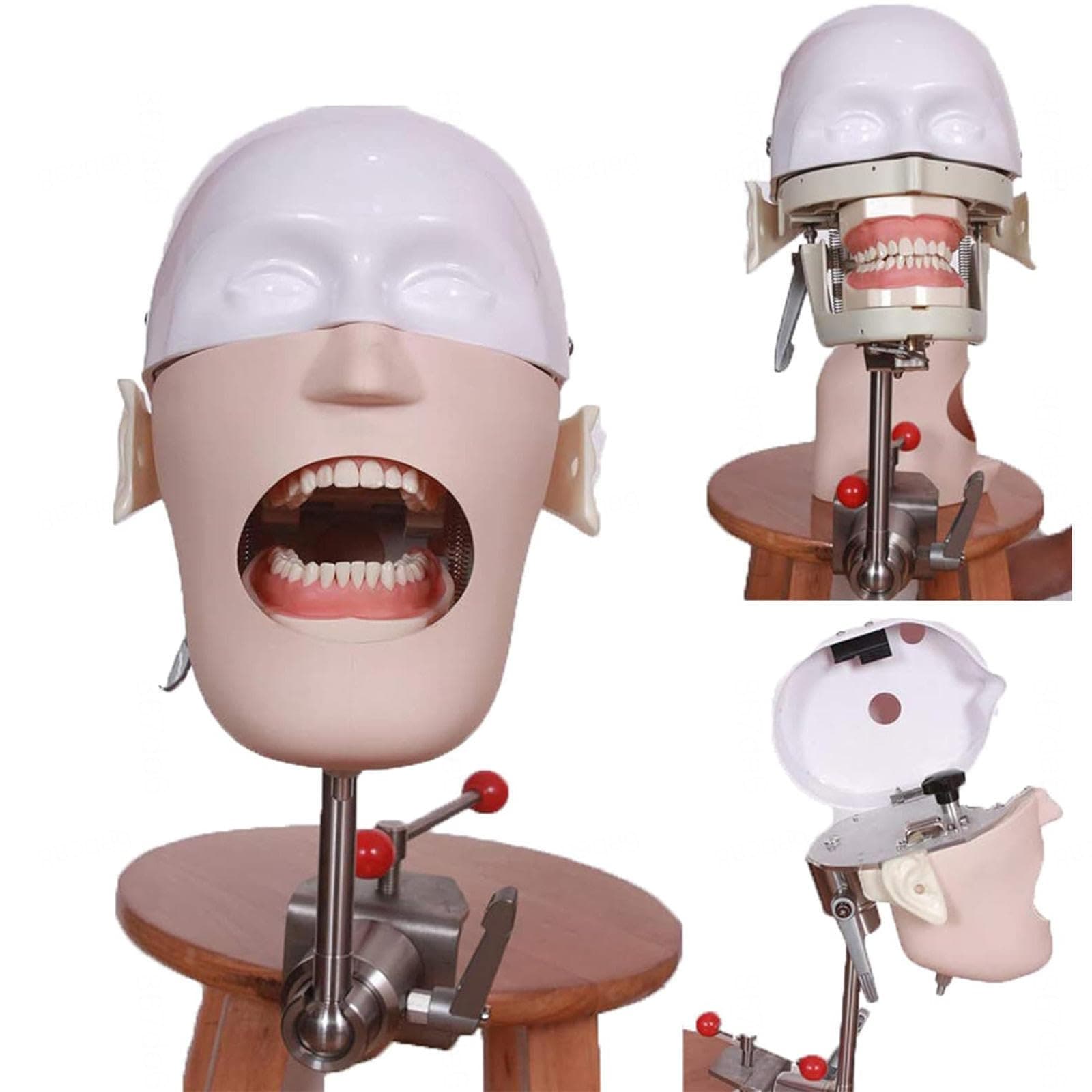 Dental Simulator Manikin Phantom Head Dental Phantom Head Model with Teeth Model Fixed on Desk 1:1 High Emulation for Schools Education