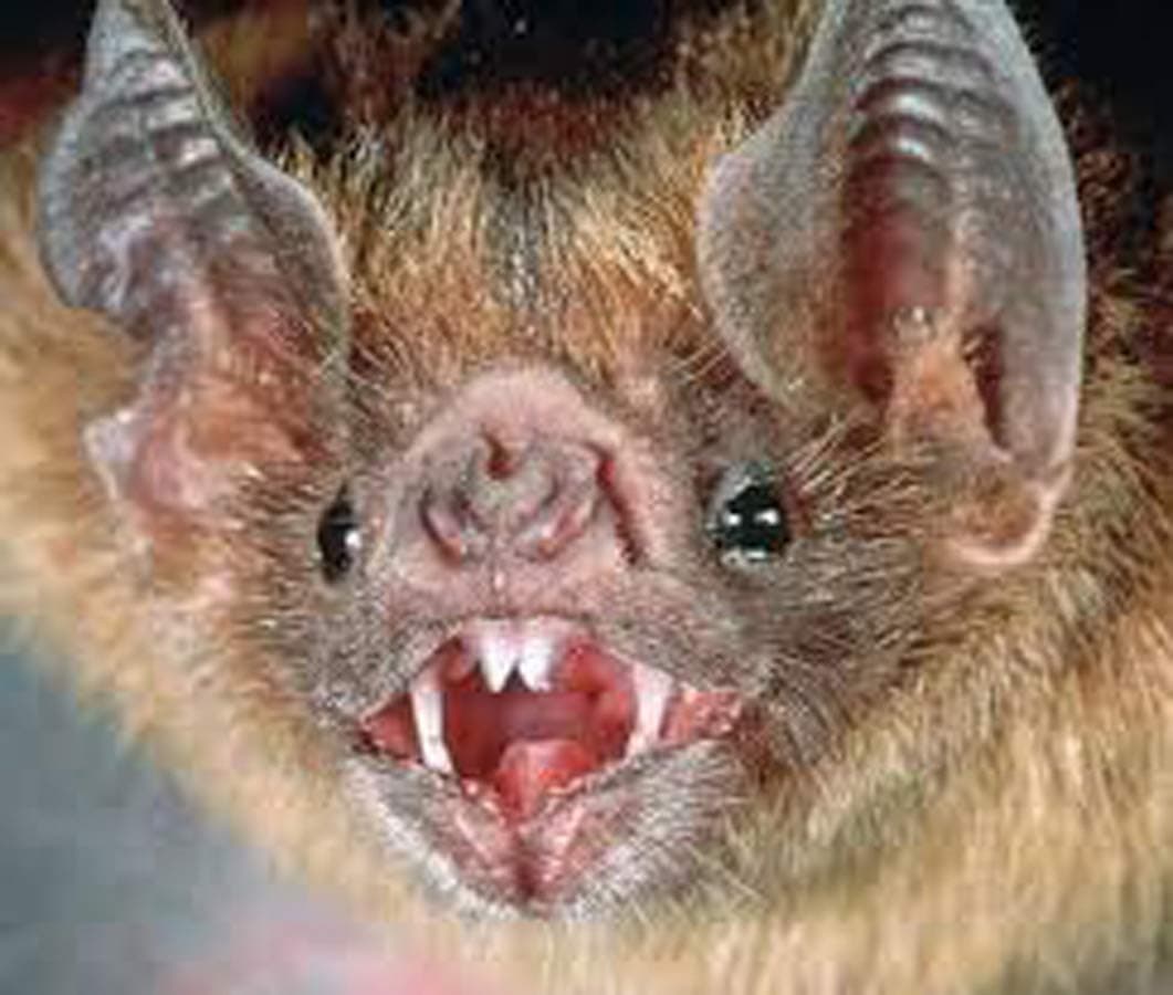 LEOP 1080P Webcam, HDWeb Camera with Built-in HD Microphone 1920 x 1080p USB Web Cam, Widescreen Video