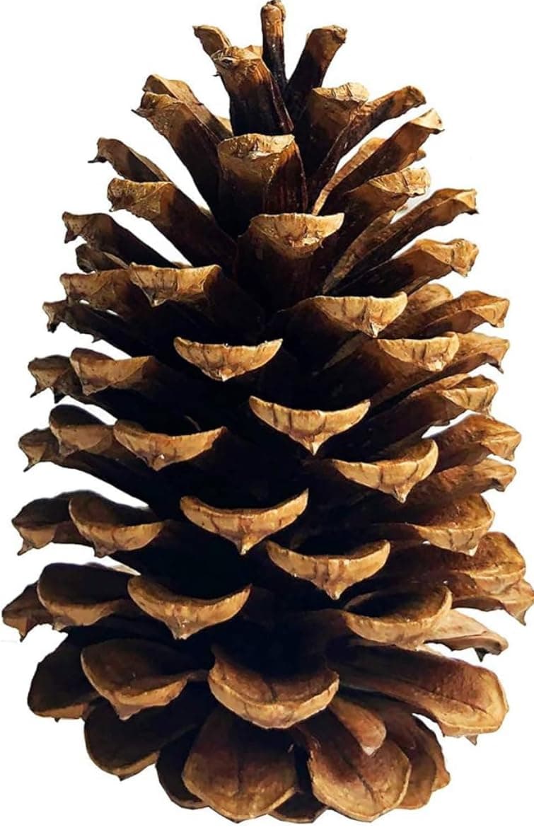 12 Large Pine Cones 4" to 6" Tall for Decorating, Perfect for Crafting, Home and Event Decorating, All Natural Unscented, Hand Harvested. Perfect for Classrooms, Zoos, and Office Decorations.
