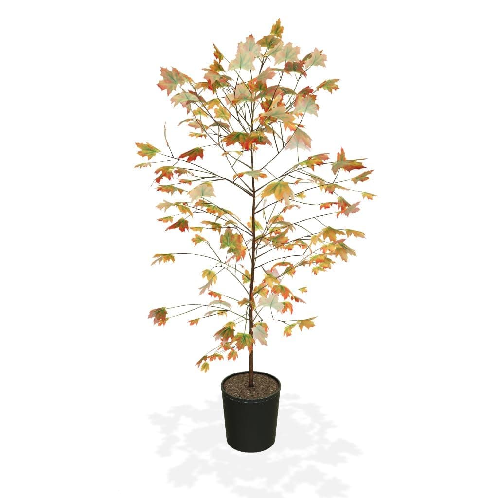 Brighter Blooms - Autumn Blaze® Red Maple Tree, 6-7 ft. - No Shipping to AK, AZ, HI