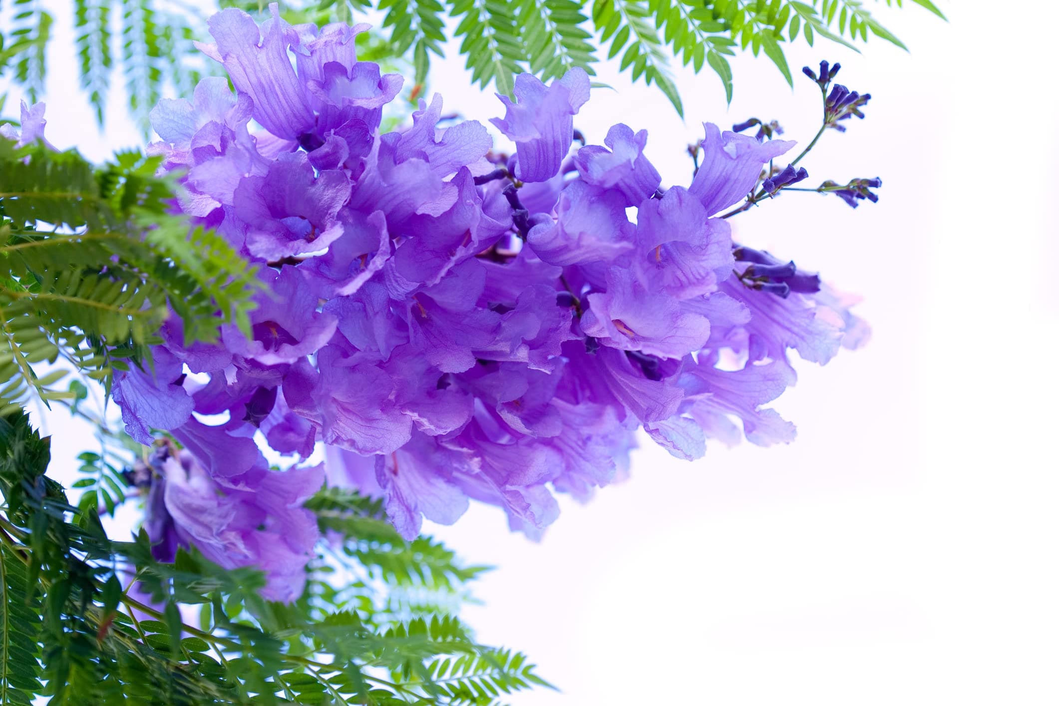 Blue Jacaranda Tree Seeds - 100 Seeds - Exotic Flowering Tree - Ships from Iowa, USA