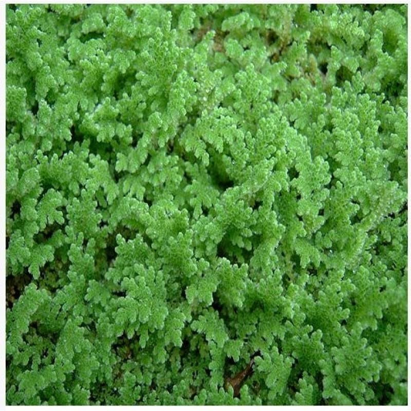 Azolla seeds 500 seeds Green