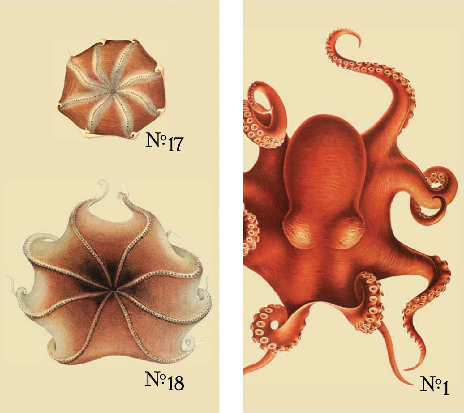 HomArt Large Decorative Octopus Matches