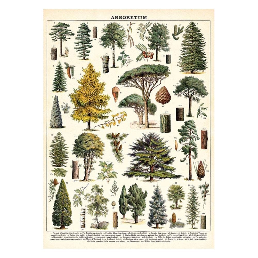 Cavallini Arboretum Wrapping Paper